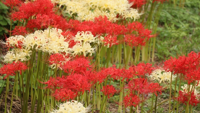 彼岸花・ひがんばな